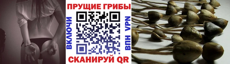 Псилоцибиновые грибы Magic Shrooms  купить закладку  Оса 